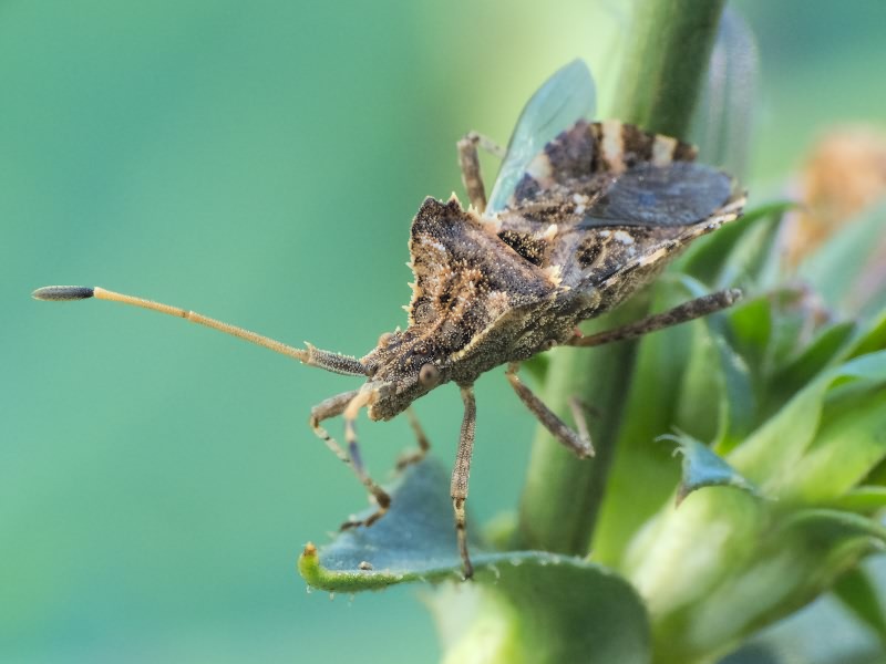 Centrocoris spiniger (Fabricius, 1781)